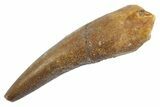 Fossil Plesiosaur (Zarafasaura) Tooth - Morocco #370257-1